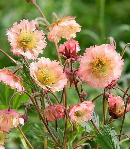 Geum 'Censation ™ 'Pink fluffy'